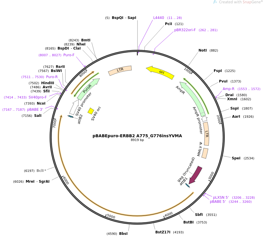 pBABEpuro-ERBB2 A775_G776insYVMA质粒图谱